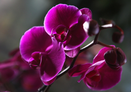 Полив орхидеи без ошибок: простые признаки правильного увлажнения и безопасные способы ухода за эпифитами в домашних условиях