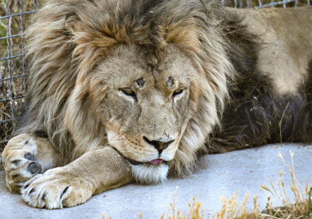 В крымском сафари-парке раскрыли судьбу льва, напавшего на директора