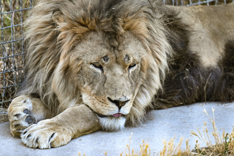 Лев в вольере на территории сафари-парка «Тайган»