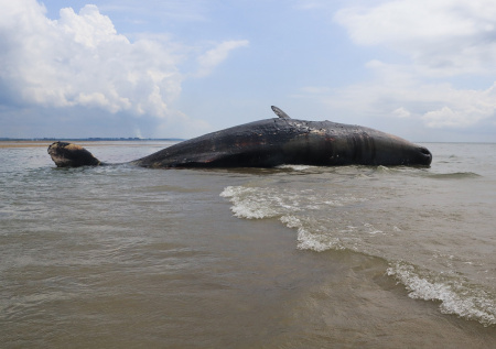 Бездыханное тело редкого кита попало на видео