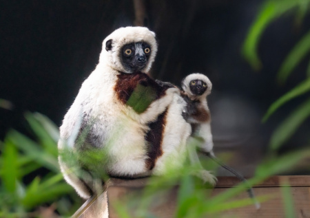 Толстосумы-гурманы включили в рацион мясо лемуров и сократили их популяцию