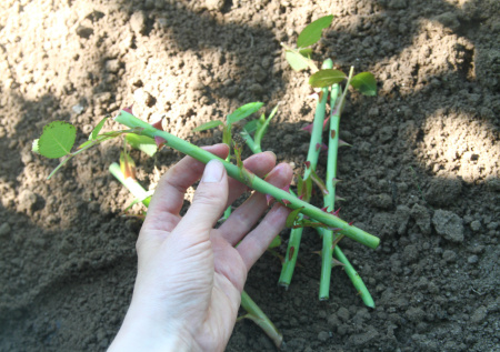 Как превратить один куст в десятки новых роз без затрат: простой зимний способ черенкования, который дает высокий результат