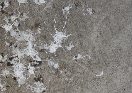 К чему снится птичий помет: тайный смысл и советы для мужчин и женщин