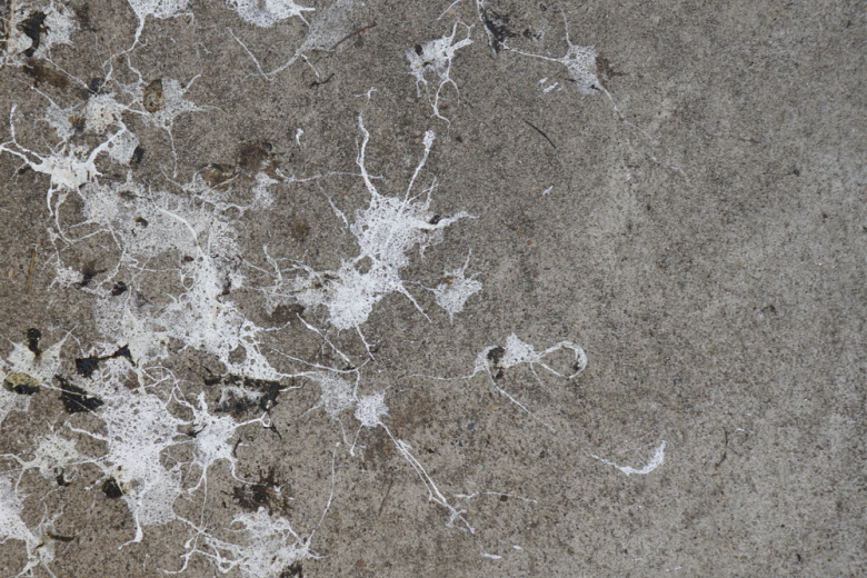 К чему снится птичий помет