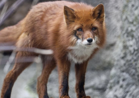 Девушка получила серьезные раны при нападении лисы под Омском