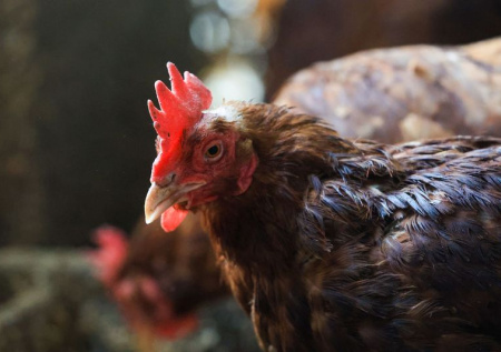 Роспотребнадзор отреагировал на случай заражения человека птичьим гриппом