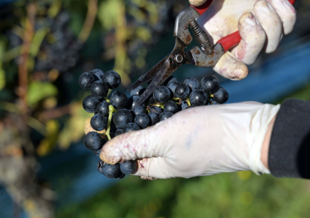Российский урожай винограда вплотную приблизился к рекордному