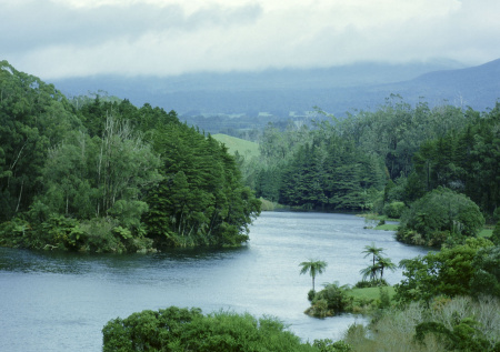 Диких кошек хотят полностью истребить в одной стране