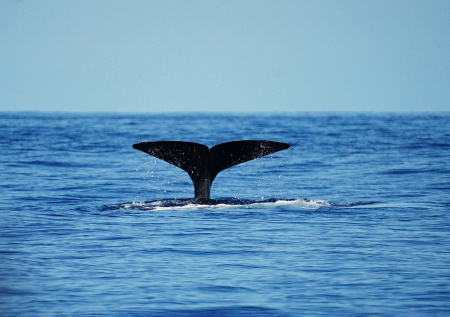 У берегов Мексики впервые обнаружили живого редкого кита