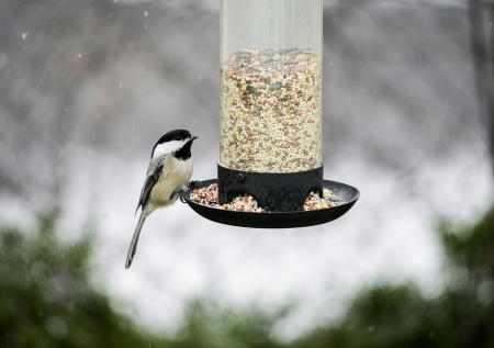 Россиянам рассказали, чем категорически нельзя подкармливать птиц