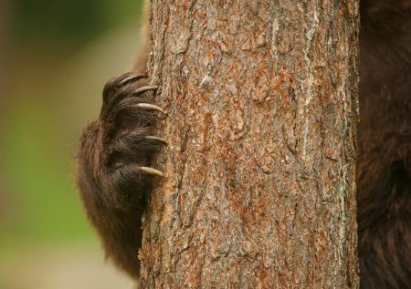 Женщина отбилась от медведя и спряталась в лесу на всю ночь