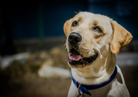 Китаянка проехала 1500 километров, чтобы спасти свою собаку