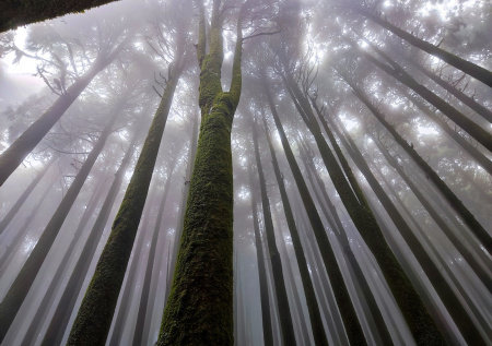 К чему снится дремучий лес: тайны и скрытые знаки сна