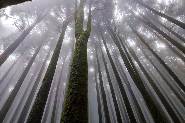 К чему снится лес