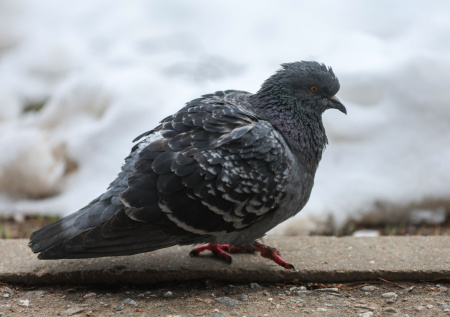 Стаю голубей-киборгов успешно испытали в Москве