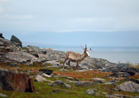 Северные олени на Сахалине стали гибнуть табунами по одной причине