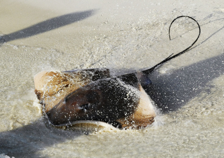 Трое рыбаков почти час боролись с гигантским скатом