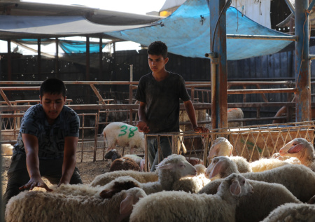 В Газе рассказали, какой ущерб Израиль нанес местному животноводству
