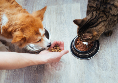 Зоопсихолог рассказала, как подружить проживающих вместе кошку и собаку