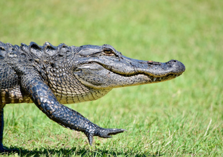 Американец оставил в наследство матери истощенного аллигатора
