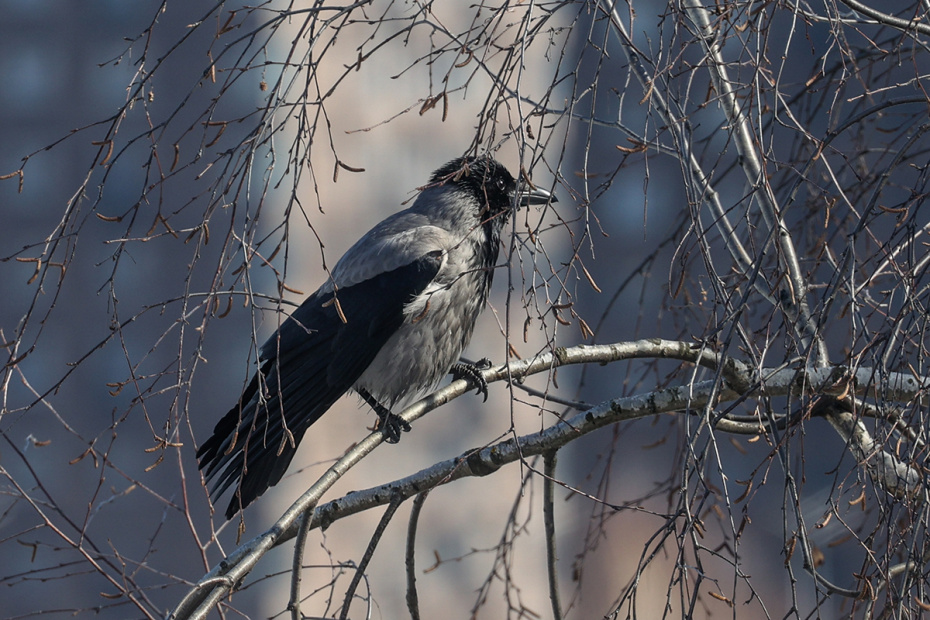 Какой будет погода по приметам