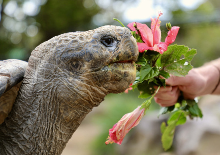 Скончалась пережившая две мировые войны черепаха Бабуля
