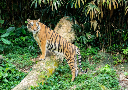 Тигр оторвал голову пожилой женщине, которая посла коз