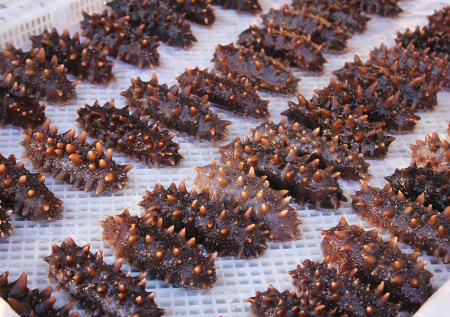 Почти восемь килограмм трепанга нашли в багаже у пассажира Шереметьево