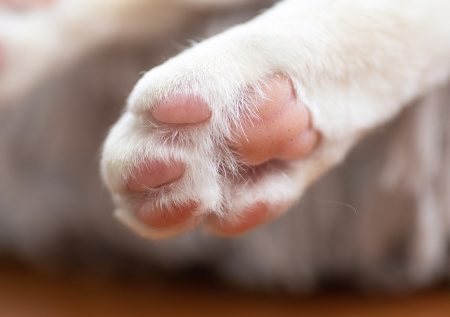 Московские ветеринары помогли кошке с застрявшим в лапе крючком