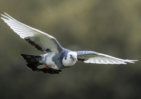 Военэксперт раскрыл, как голуби-биодроны могут применяться в зоне СВО