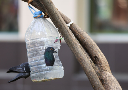 Россиянам рассказали, как установить кормушки без вреда для птиц