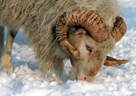 В Приморье разбираются в причинах гибели почти 40 баранов