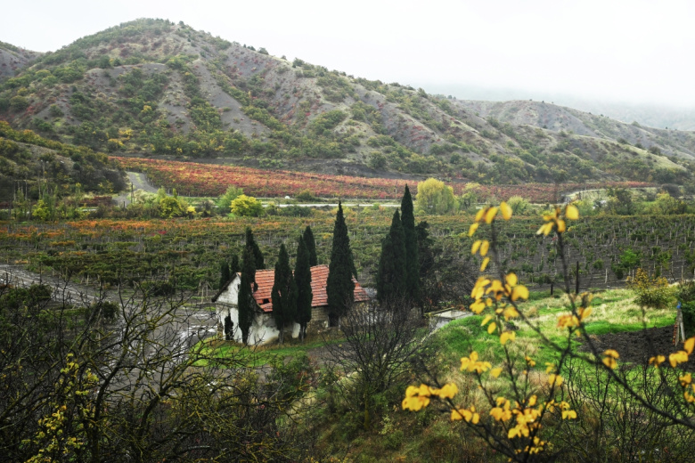 Виноградники в селе Ворон в Крыму