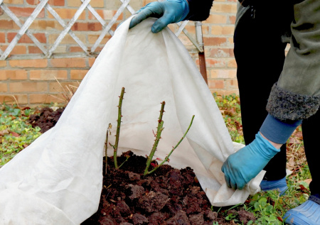 Розы на зиму теперь укрываю только так — не вымерзают и не выпревают: секретный способ