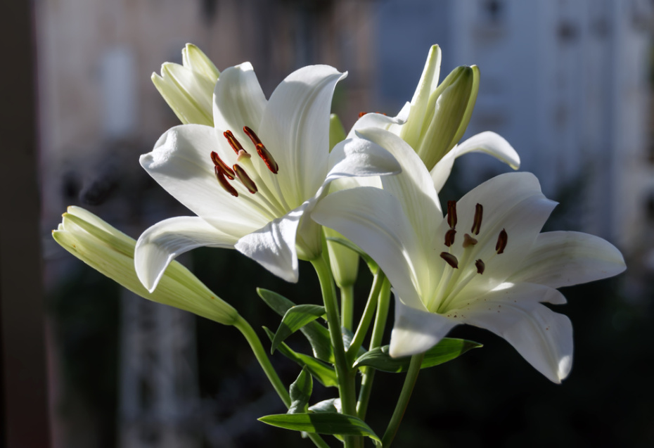 Общая характеристика знака Крыса