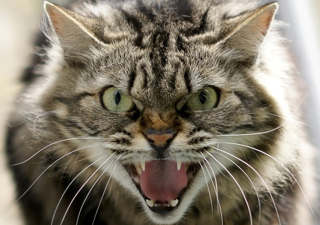 Мужчина чуть не лишился пальца после встречи с уличной кошкой