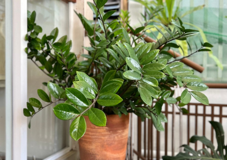 Как разбудить замиокулькас и добиться пышных стеблей: простая корневая подкормка, которая дает быстрый рост и насыщенную зелень