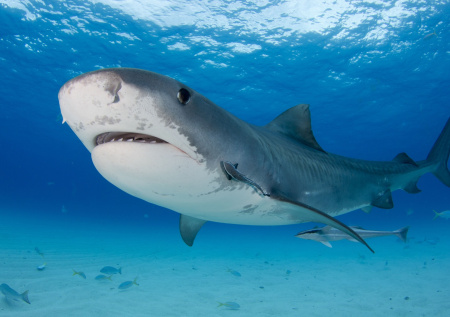 Акула растерзала женщину и серьезно ранила мужчину