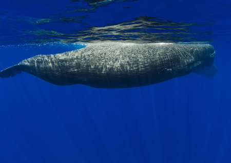 Военный хранил рвоту кашалота почти 10 лет