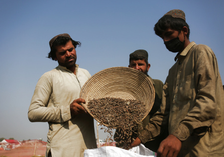 «Роскошное предложение»: депутат о привлечении мигрантов Афганистана в РФ