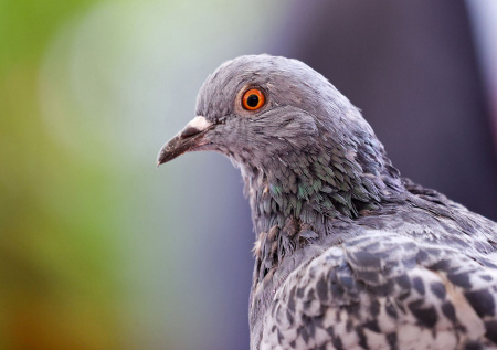 В Британии «раскрыли» шпионских биоголубей России