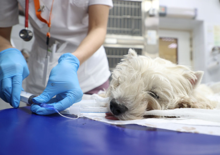 Россиян предупредили, как догхантеры мешают хозяевам спасти питомцев