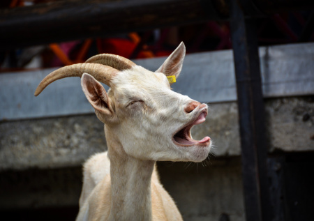 Коза во сне: что предвещает этот загадочный символ