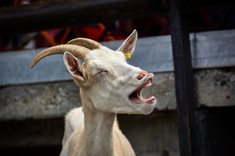 К чему снится коза