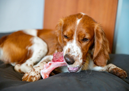 Кинолог ответил, бывает ли у собак РПП