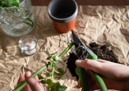 Черенкование роз зимой: простой способ укоренения в воде с медом
