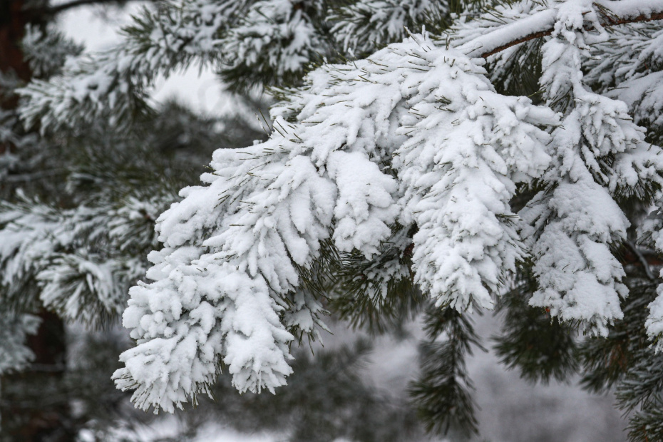 Приметы 1 декабря