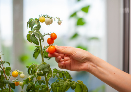 Эти томаты в жизни больше не посажу — ни изящества, ни вкуса: разочарование агронома