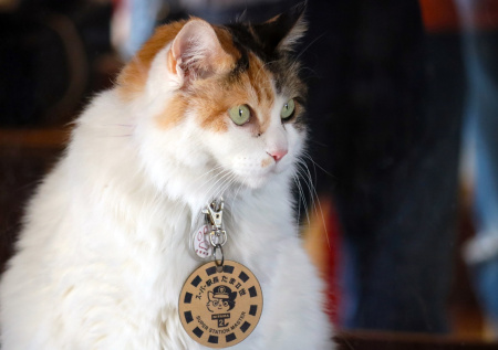 В Японии умерла кошка с удивительной «профессией»