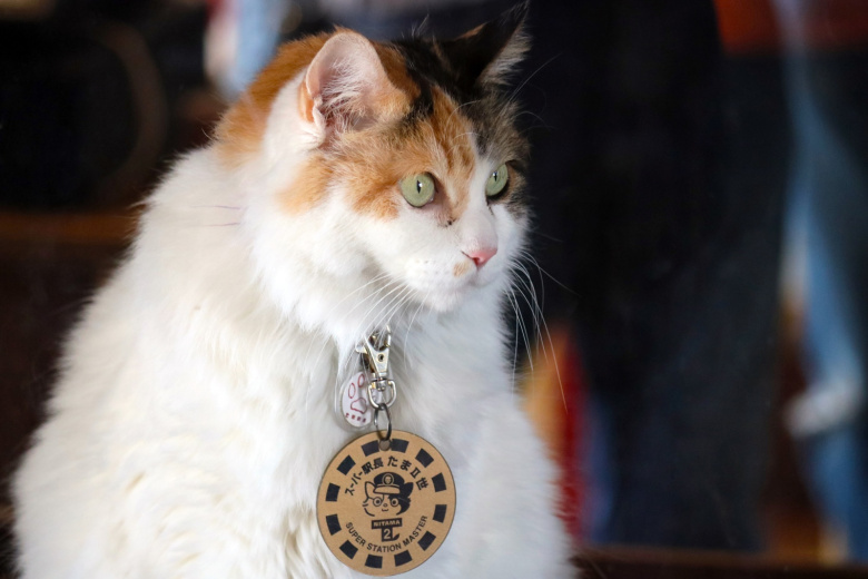 Кошка Нитама